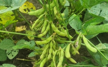 भावांतर योजना में सोयाबीन फसल का पंजीयन 3 अक्टूबर से प्रारंभ  