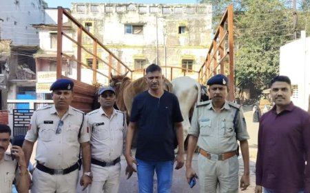 अवैध गौवंश तस्करो के विरुद्ध कार्यवाही, एक आरोपी को गिरफ्तार, 20 गौवंश जब्त