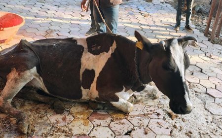 अवैध गौवंश तस्करो के विरुद्ध थाना गणपति नाका की प्रभावी कार्यवाही