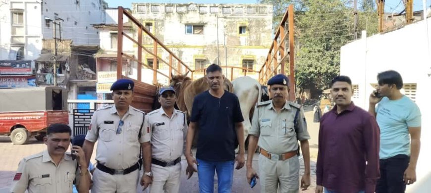 अवैध गौवंश तस्करो के विरुद्ध कार्यवाही, एक आरोपी को गिरफ्तार, 20 गौवंश जब्त